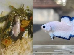 Makanan Penurun Gula Darah hingga Oseng Cupang Blue Rim yang Bikin Nyesek