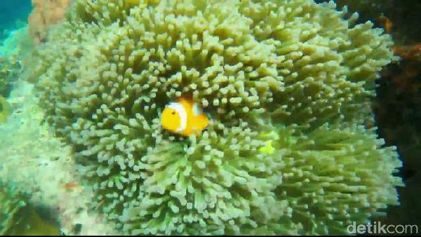 Foto: Panorama Bawah Laut di Pantai Bohay Probolinggo
