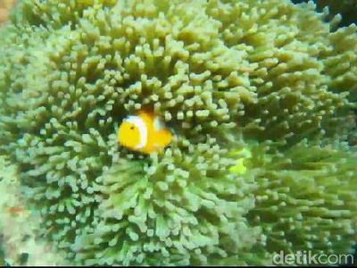 Foto: Panorama Bawah Laut di Pantai Bohay Probolinggo