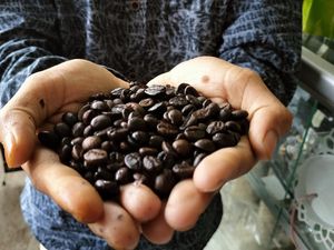 Kisah Biji Kopi Kuningan Naik Kelas