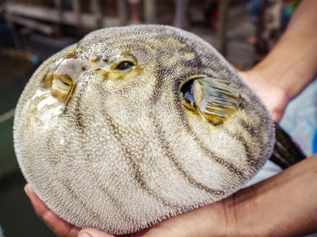 5 Fakta Ikan Fugu, Ikan Paling Beracun yang Mahal Harganya