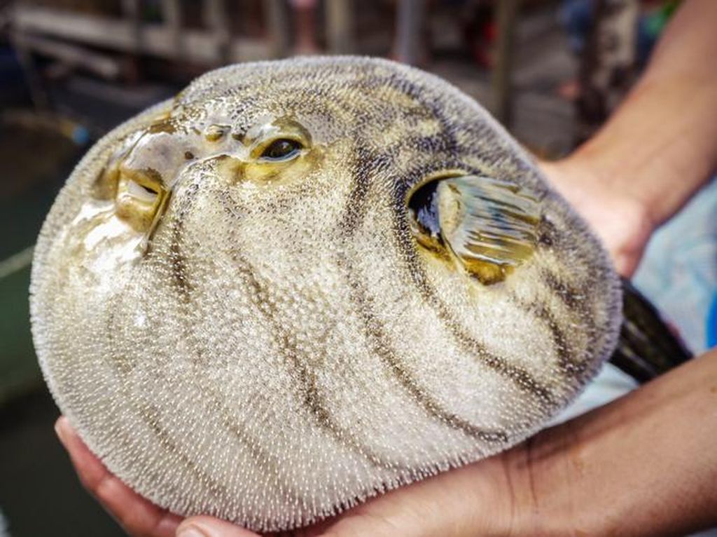5 Fakta Ikan Fugu, Ikan Paling Beracun yang Mahal Harganya 5 Fakta Ikan Fugu, Ikan Paling Beracun yang Mahal Harganya