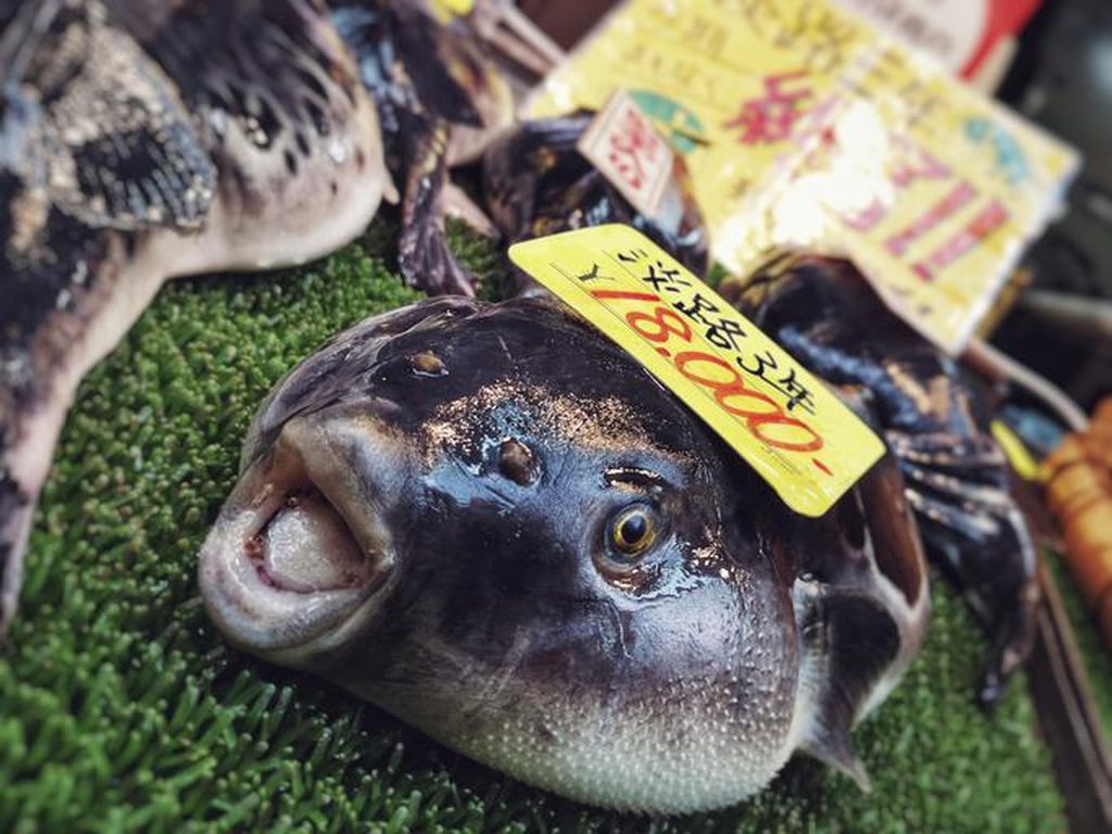 6 Ton Ikan Buntal Dilelang Akibat Pandemi Berlanjut di Jepang 6 Ton Ikan Buntal Dilelang Akibat Pandemi Berlanjut di Jepang