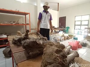 Bukan Cuma Peninggalan Wali, Kudus Juga Punya Fosil Purbakala