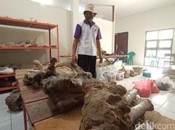 Bukan Cuma Peninggalan Wali, Kudus Juga Punya Fosil Purbakala