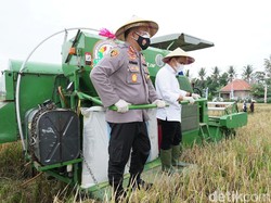 Jatah Alokasi Pupuk Subsidi di Banyuwangi Bertambah 10 Ribu Ton