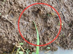 Penyadap Getah Pinus Ngaku Lihat Harimau di Kaki Gunung Wilis