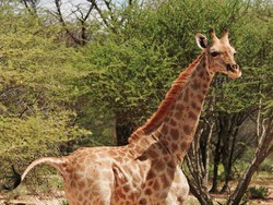 Ternyata Ini Fungsi Leher Panjang pada Jerapah