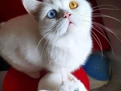 Polisi Selidiki Penembakan Kucing oleh Pria di Pulogadung Jaktim