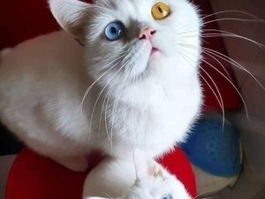 Polisi Selidiki Penembakan Kucing oleh Pria di Pulogadung Jaktim Polisi Selidiki Penembakan Kucing oleh Pria di Pulogadung Jaktim