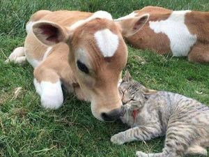 Gagal Traveling, Jangan Manyun Dong! Hibur Diri Lihat Kucing-kucing Gemoy Ini