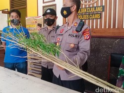 Aparat Gabungan Temukan 3 Pohon Ganja di Batukaras Pangandaran