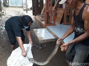 Sanca 3.5 Meter Ditangkap Warga Saat Banjir di Pasuruan