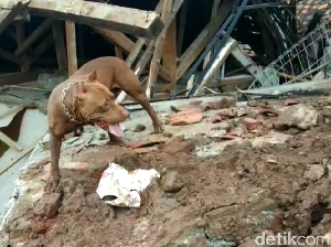 Anjing Pelacak Brother Dog Cari Korban Longsor di Sumedang