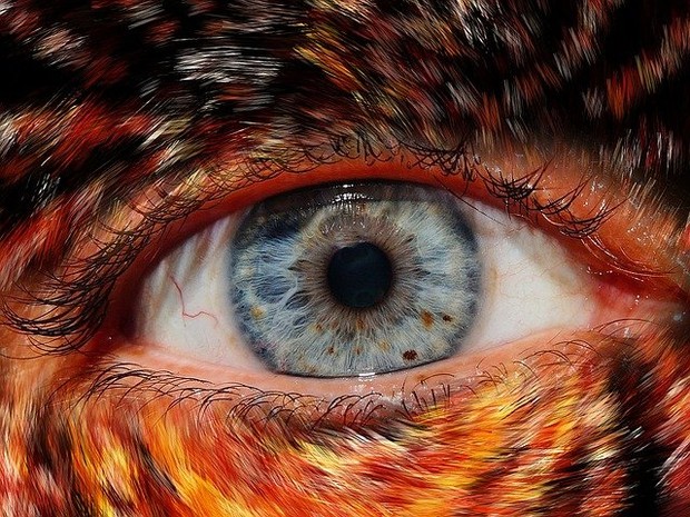 bulu/sumber:pixabay.com bulu