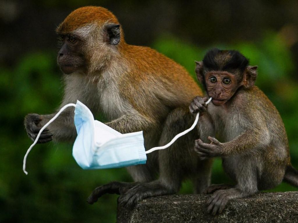 Buang Masker pada Tempatnya, Yuk! Banyak Satwa Terjerat, Nih Buang Masker pada Tempatnya, Yuk! Banyak Satwa Terjerat, Nih