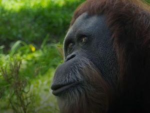 Sedih, Orang Utan Tertua di Dunia Mati