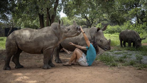 Panti Asuhan Badak Afrika Selatan yang Tersembunyi Carer Zanr Van Jaarsveld, 26, plays with a rhino calf at the Rhino Orphanage in an undisclosed location near Mokopane, Limpopo province, on January 9, 2021. Carefully hidden in the bush of South Africa's Limpopo province, the Rhino Orphanage is the first specialised non-commercial centre that cares for orphaned and injured baby rhinos - most of whom have lost their mothers shot dead by poachers for their valuable horns - with the aim of releasing them back into the wild. Rescue, rehabilitate, release: this is the motto that drives carers and volunteers living with the rhino calves they care for, at time sleeping with them for months, isolated from the outside world as the centre do not permit visitors due to fear of disclosing the location to poachers. (Photo by Michele Spatari / AFP)