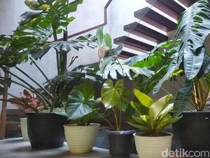 Penampakan Tanaman Hias Milik Warga Garut yang Dibarter Rumah Rp 500 Juta