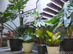 Penampakan Tanaman Hias Milik Warga Garut yang Dibarter Rumah Rp 500 Juta