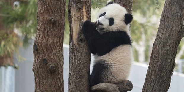 Streaming Kebun Binatang di Amerika Serikat/National Zoo Streaming Kebun Binatang di Amerika Serikat