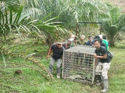 BKSDA Pasang Perangkap Usai 5 Sapi Dimangsa Harimau di Langkat Sumut