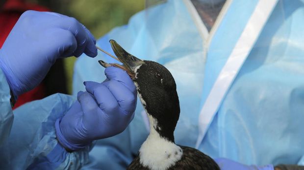 An Indian wildlife department doctor collects a swab sample from a duck at Manda park in Jammu, India, Thursday, Jan. 7, 2021. As neighbouring Himachal Pradesh reported cases of bird flu, Jammu and Kashmir has sounded an alert and started collecting samples of birds to test for avian influenza in the region. (AP Photo/Channi Anand)