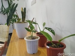 Heboh Rumah Rp 500 Juta Dibarter Tanaman, Ini Beda Flora Mahal-Murah