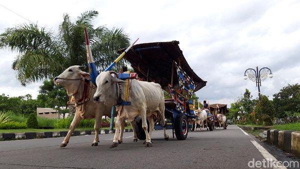 Asyiknya Jalan-jalan Sore Naik Gerobak Sapi