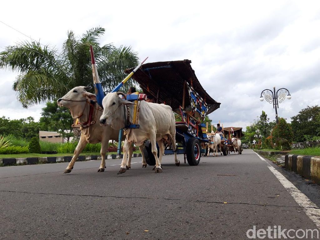 Asyiknya Jalan-jalan Sore Naik Gerobak Sapi Asyiknya Jalan-jalan Sore Naik Gerobak Sapi