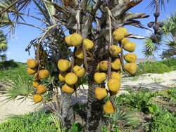 Manfaat Buah Zuriat untuk Mempercepat Kehamilan