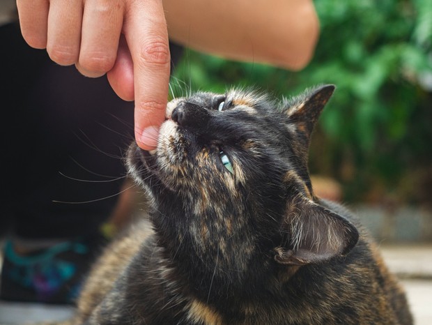 cat bite/sumber:unsplash.com cat bite
