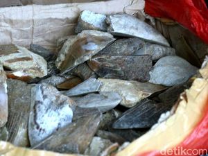 Perburuan Gigi Hiu Purba Megalodon di Sukabumi