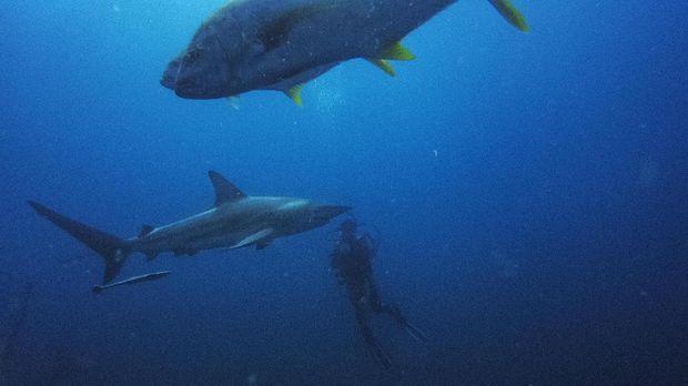 Divers from the Blue Ocean Dive Resort swims with black-tip sharks and other fishes during a baited shark dive in Umkomaas near Durban, South Africa, on December 10, 2020. - Aliwal Shoal, a fossilised sand dune that lies about 4km offshore from the coastal town of Umkomaas, is one of the few places in the world where divers can dive without a cage with Oceanic Blacktip sharks and Tiger Sharks, as the apex predators are attracted by a bait drum filled with sardines. Although this activity still attracts many divers and tourists every year, organisers had to change the name from 