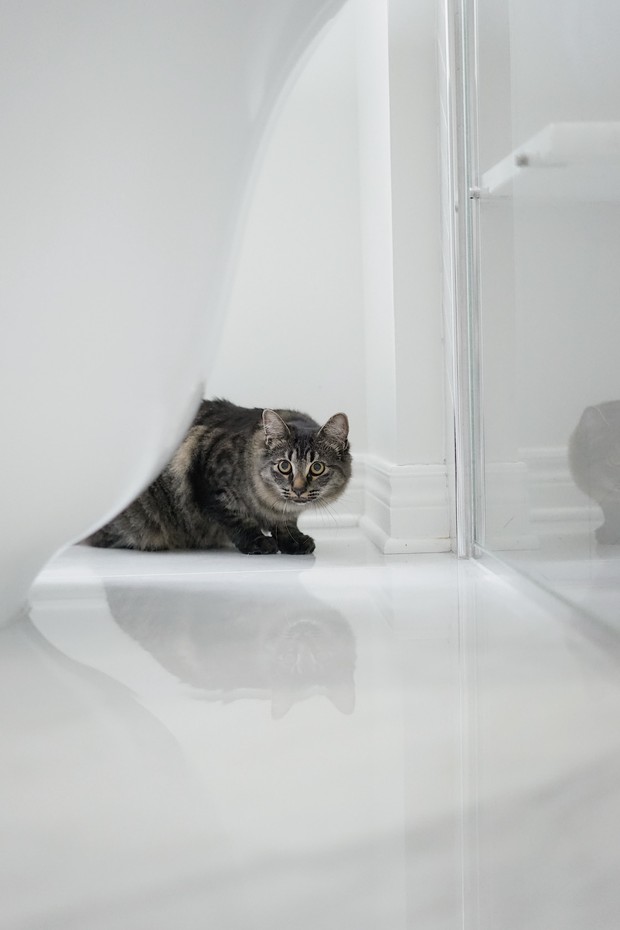 kucing kamar mandi/sumber:unsplash.com kucing kamar mandi