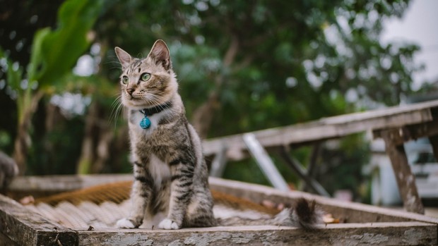 kucing ngeong/sumber:unsplash.com kucing ngeong