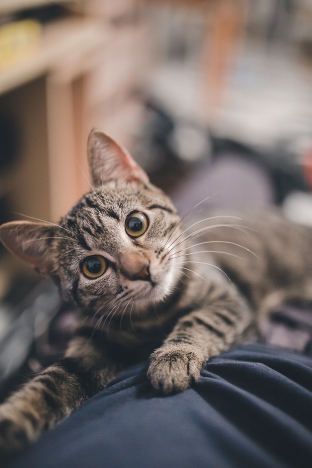 kucing pijat/sumber:unsplash.com kucing pijat