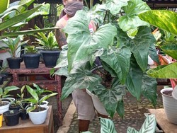 Barter Tanaman dan Rumah Rp 500 Juta, Total 200 Pot Dijual