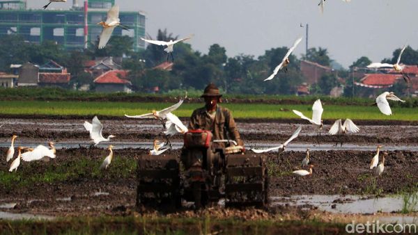 Petani Bekerja, Burung Kuntul Gembira
