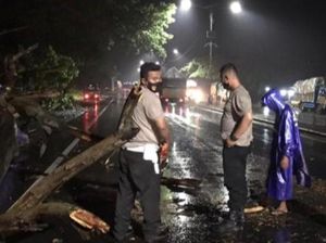 Pohon Tumbang di Jalingkut Pantura Pemalang, Lalu Lintas Sempat Tersendat