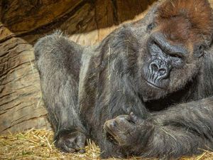 Sekelompok Gorila Positif COVID-19, Termasuk Kasus Pertama pada Spesies Kera Besar