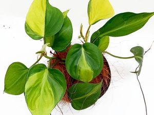 Mengenal Sirih Gading, Tanaman Hias Pembersih Udara yang Mudah Dirawat