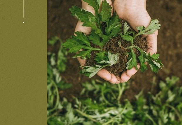 I'm From Mugwort Range