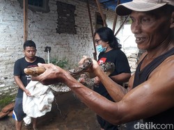 Penjelasan Pencinta Reptil soal Ular Sanca Pemberi Kabar Banjir di Pasuruan