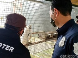 Penampakan Penangkaran Ilegal Burung Langka di Sukabumi