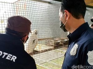 Penampakan Penangkaran Ilegal Burung Langka di Sukabumi Penampakan Penangkaran Ilegal Burung Langka di Sukabumi