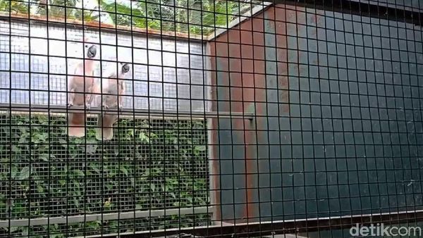 184 Burung Langka dan Dilindungi Disita di Sukabumi