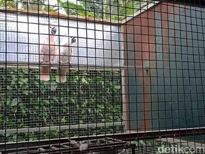 184 Burung Langka dan Dilindungi Disita di Sukabumi 184 Burung Langka dan Dilindungi Disita di Sukabumi