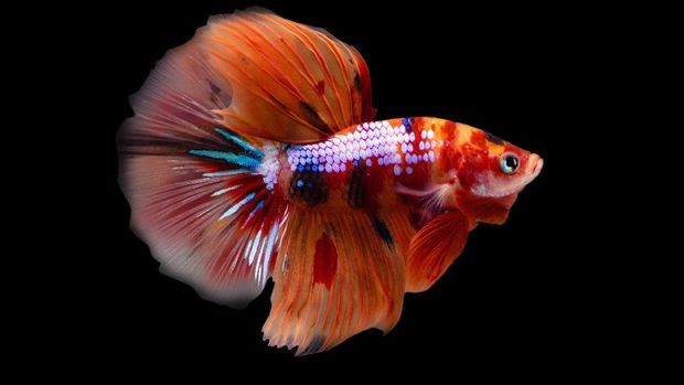 Ikan Cupang Round Tail Betta Koi Nemo Candy Halfmoon HM Male or Plakat Fighting Fish Splendens on Black Background