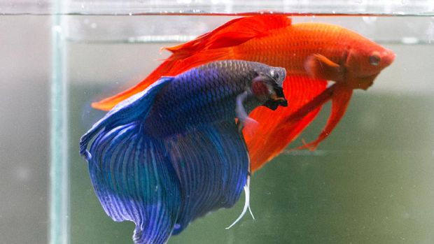 Betta Blue and Red Veiltail VT Male or Plakat Fighting Fish Splendens on Black Background.